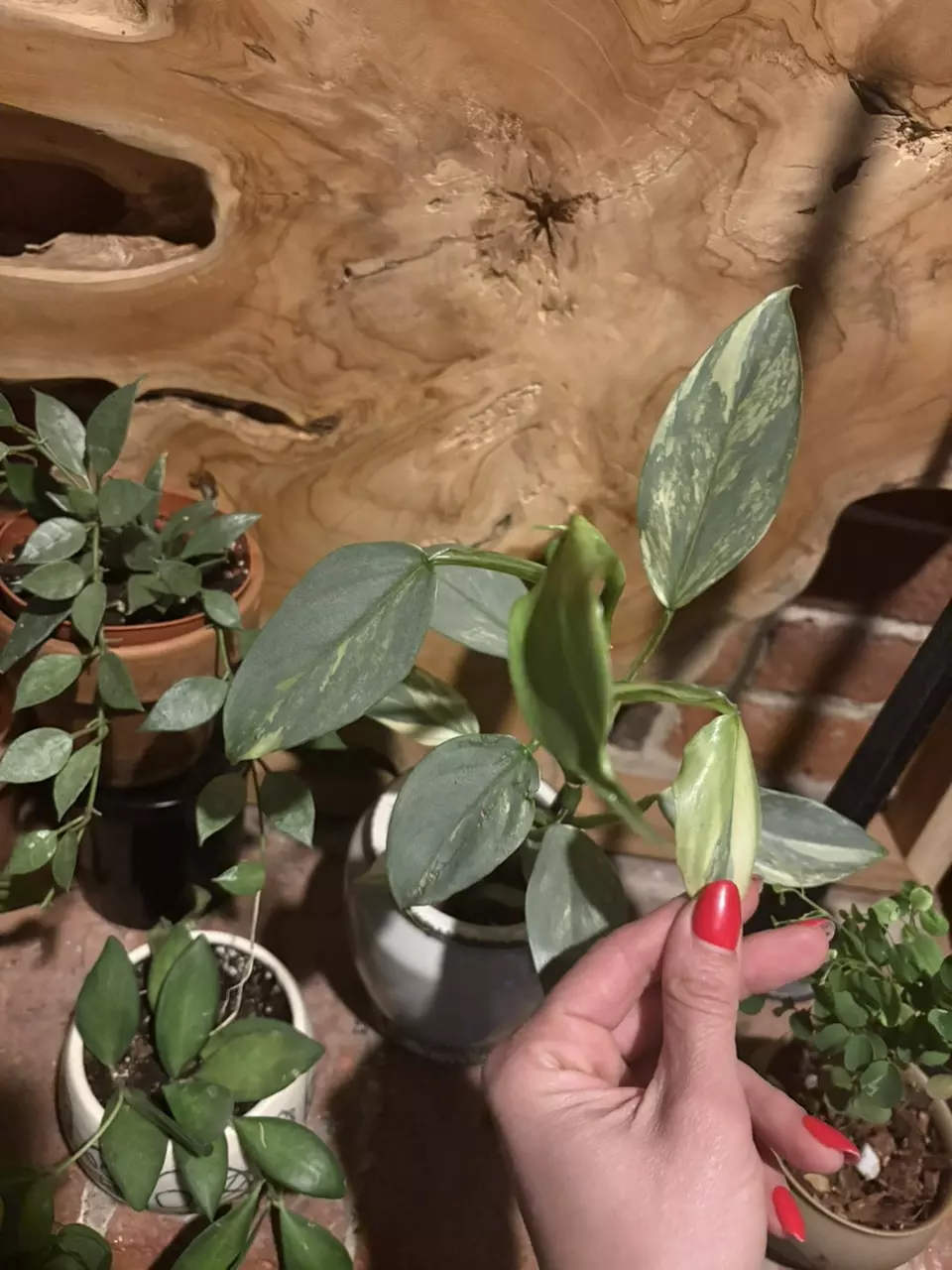 Variegated Silver Sword thumbnail