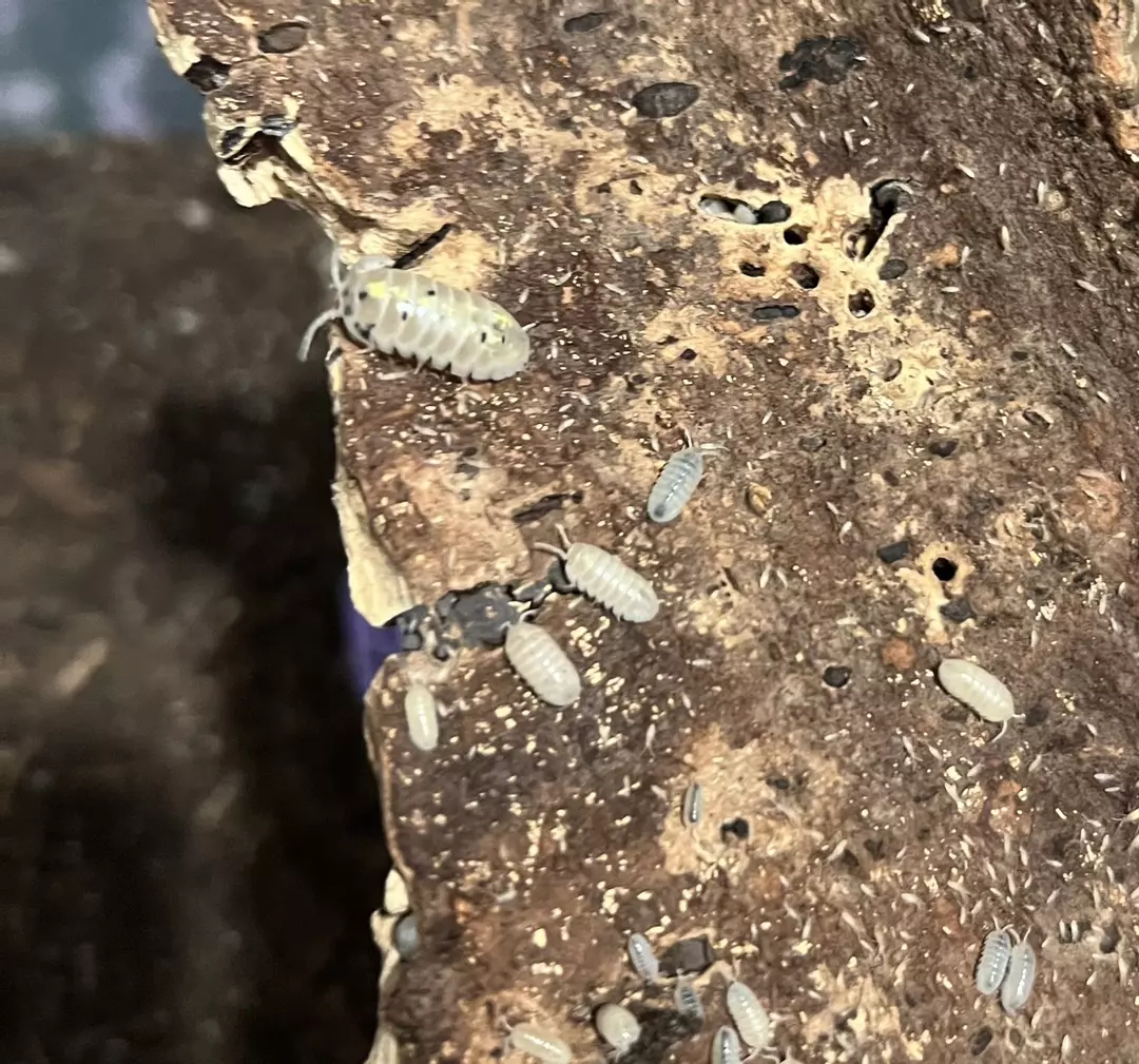 Japanese Magic Potion thumbnail