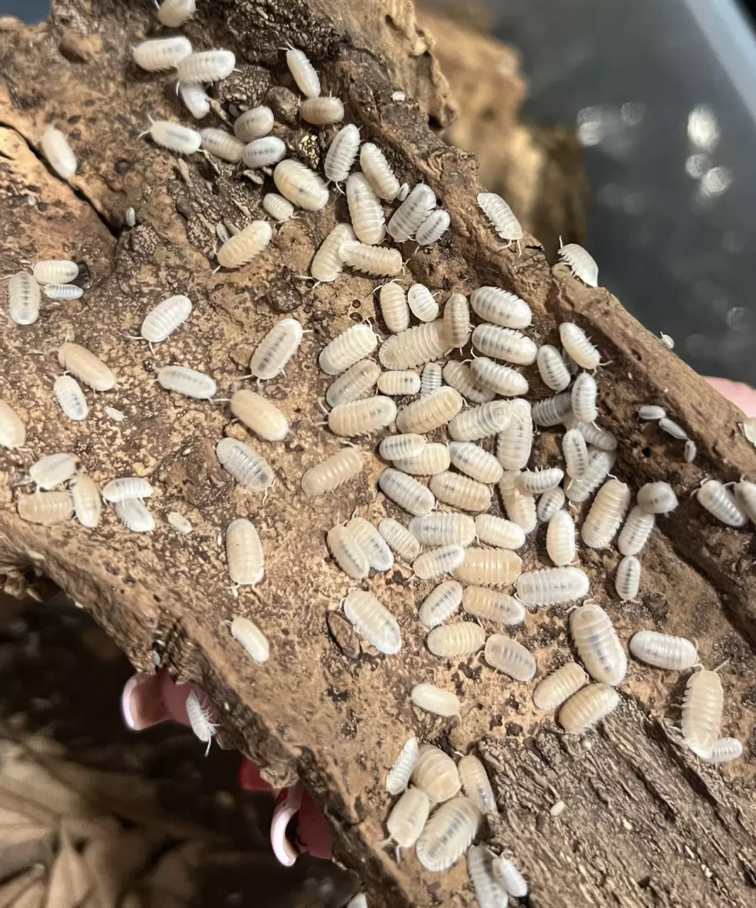 Glacier Isopods thumbnail