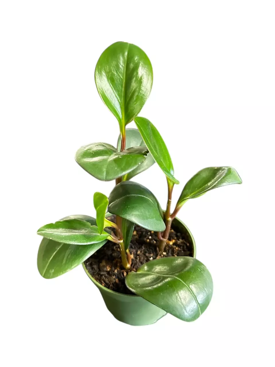 4” Peperomia Orba (22A) thumbnail