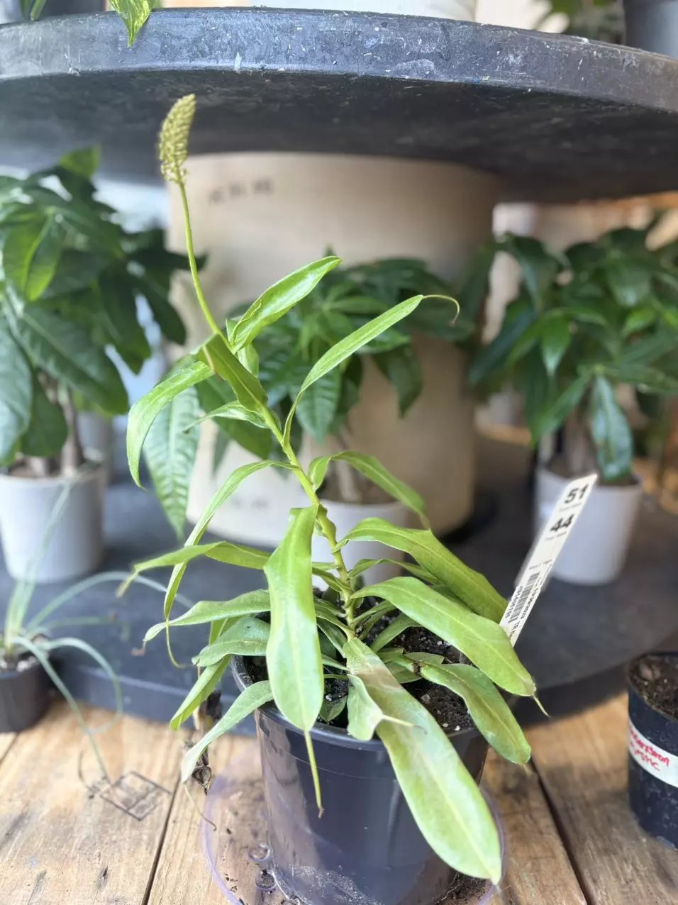 Nepenthes ALATA Tropical Pitcher Plant thumbnail