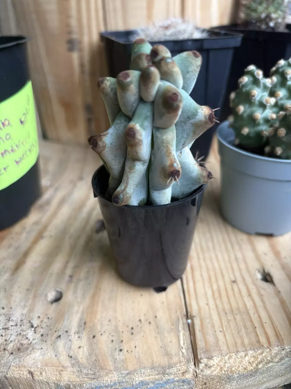 RARE cactus thumbnail