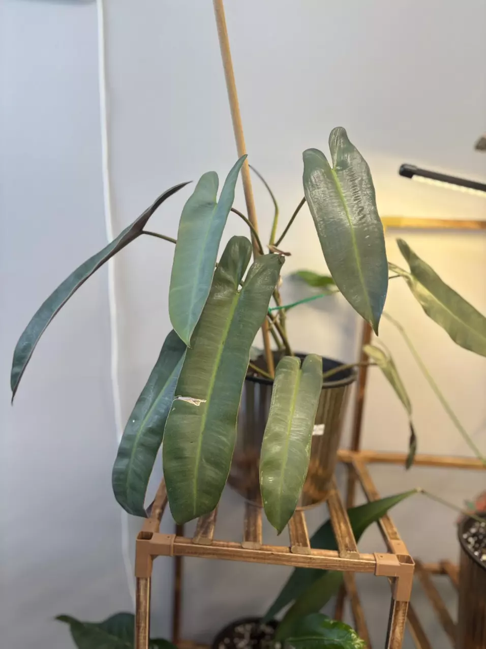 Philodendron atabapoense thumbnail