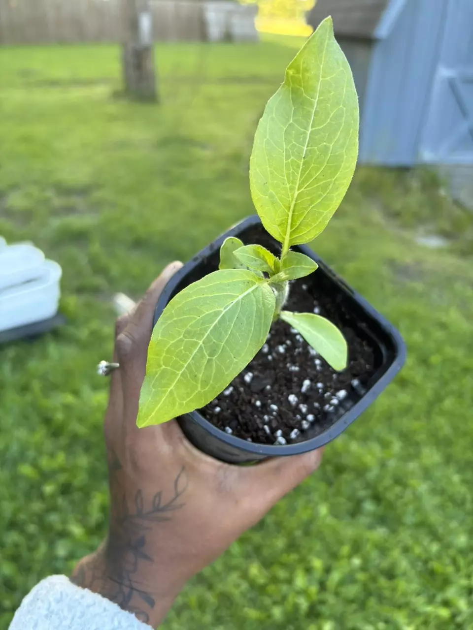 Sun flowers thumbnail