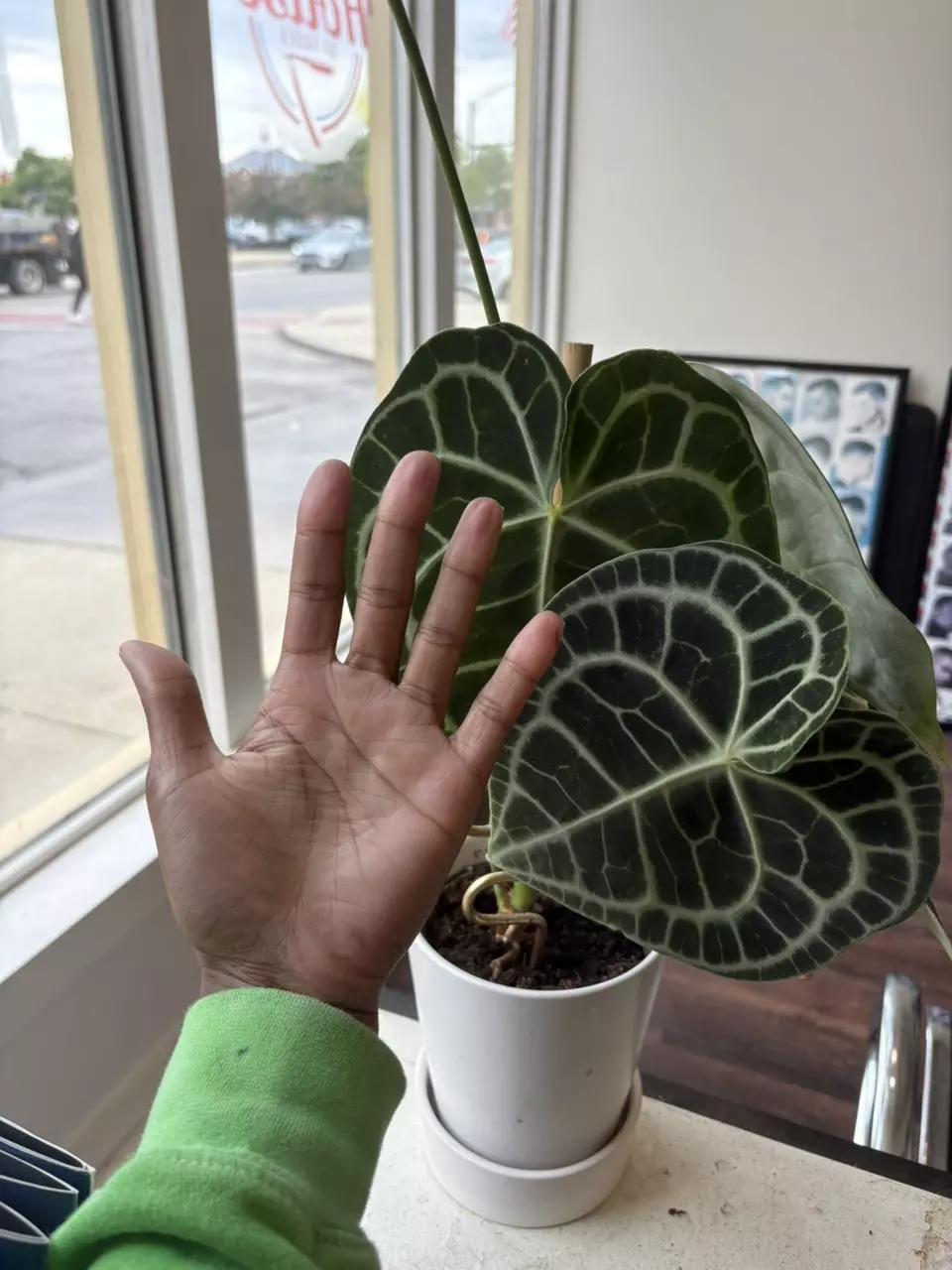 Anthurium Clarinervium thumbnail