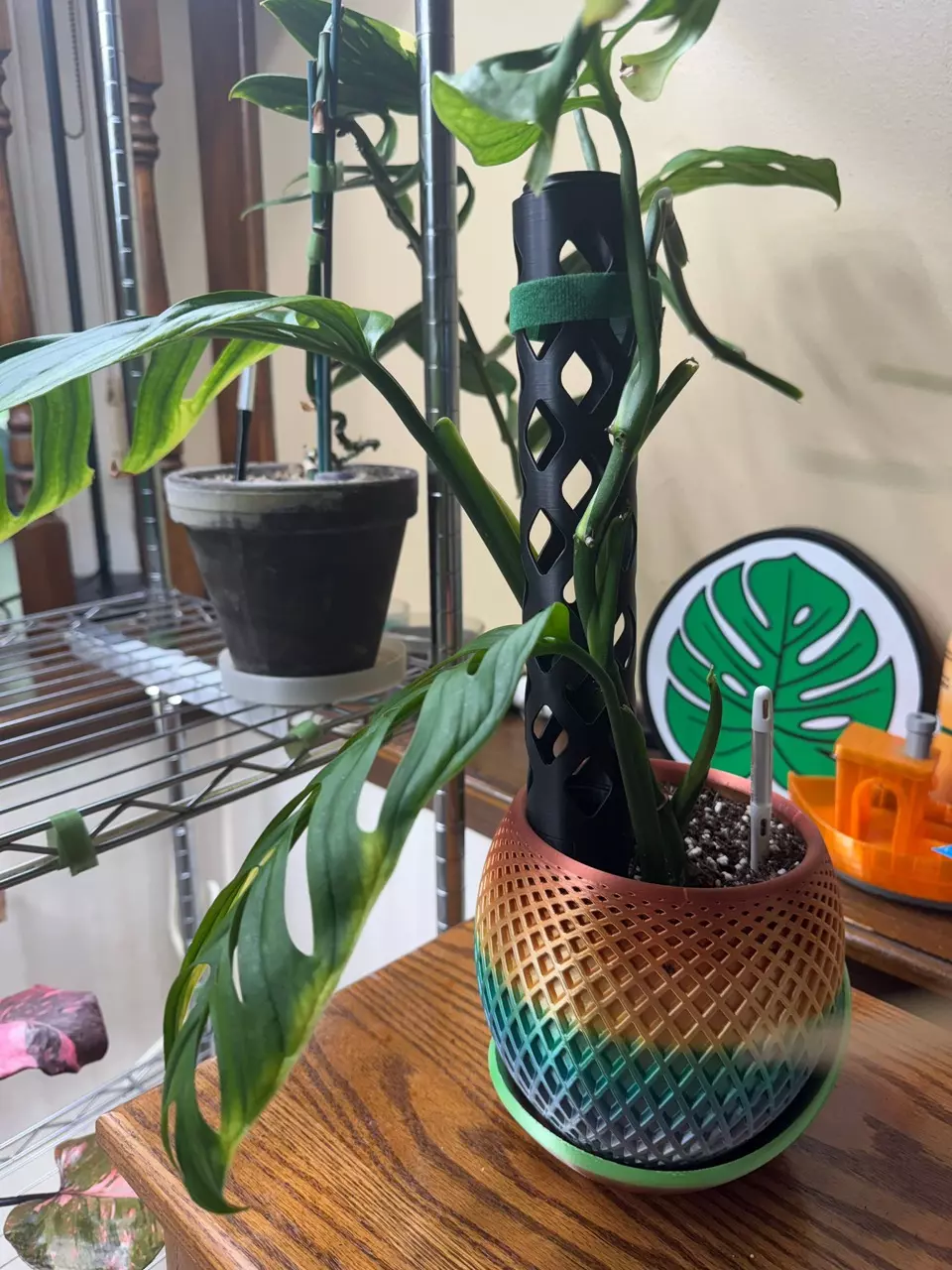 Monstera Esquelito with moss pole thumbnail