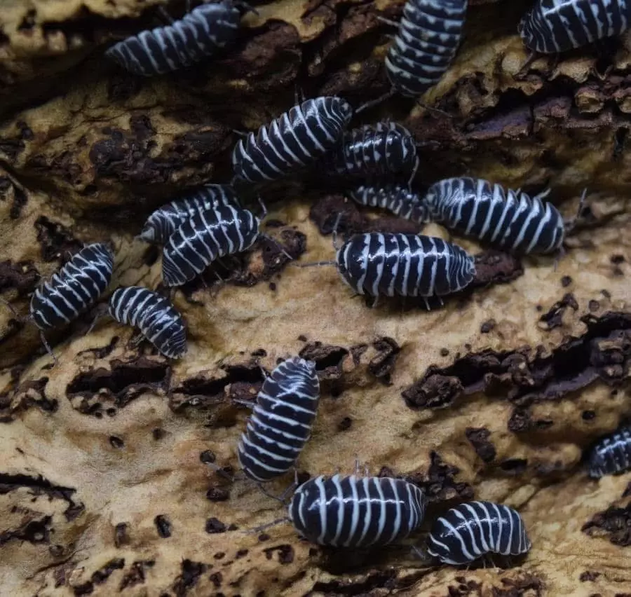10ct Armadillidium maculatum (Zebras) thumbnail