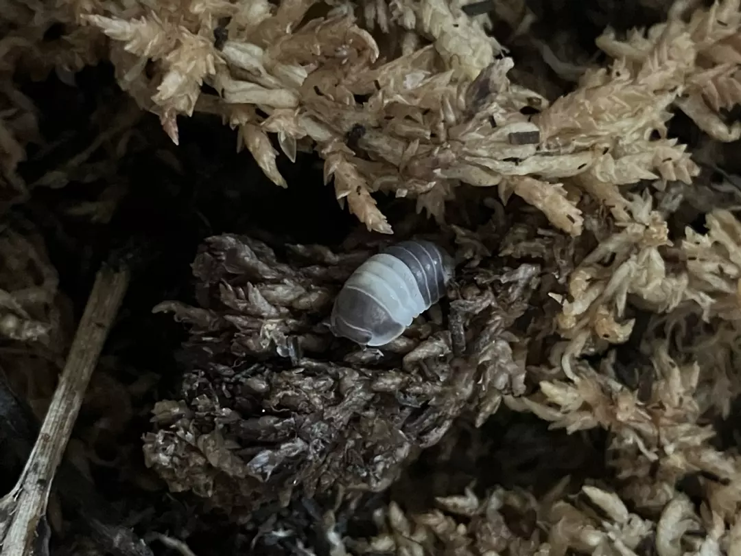 10ct Cubaris sp. (Panda King) thumbnail