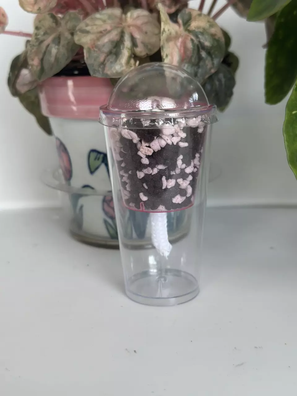 1 prop cup, lid, perlite/stratum included!🪴❗️❕shipping overages refunded❕❗️ thumbnail