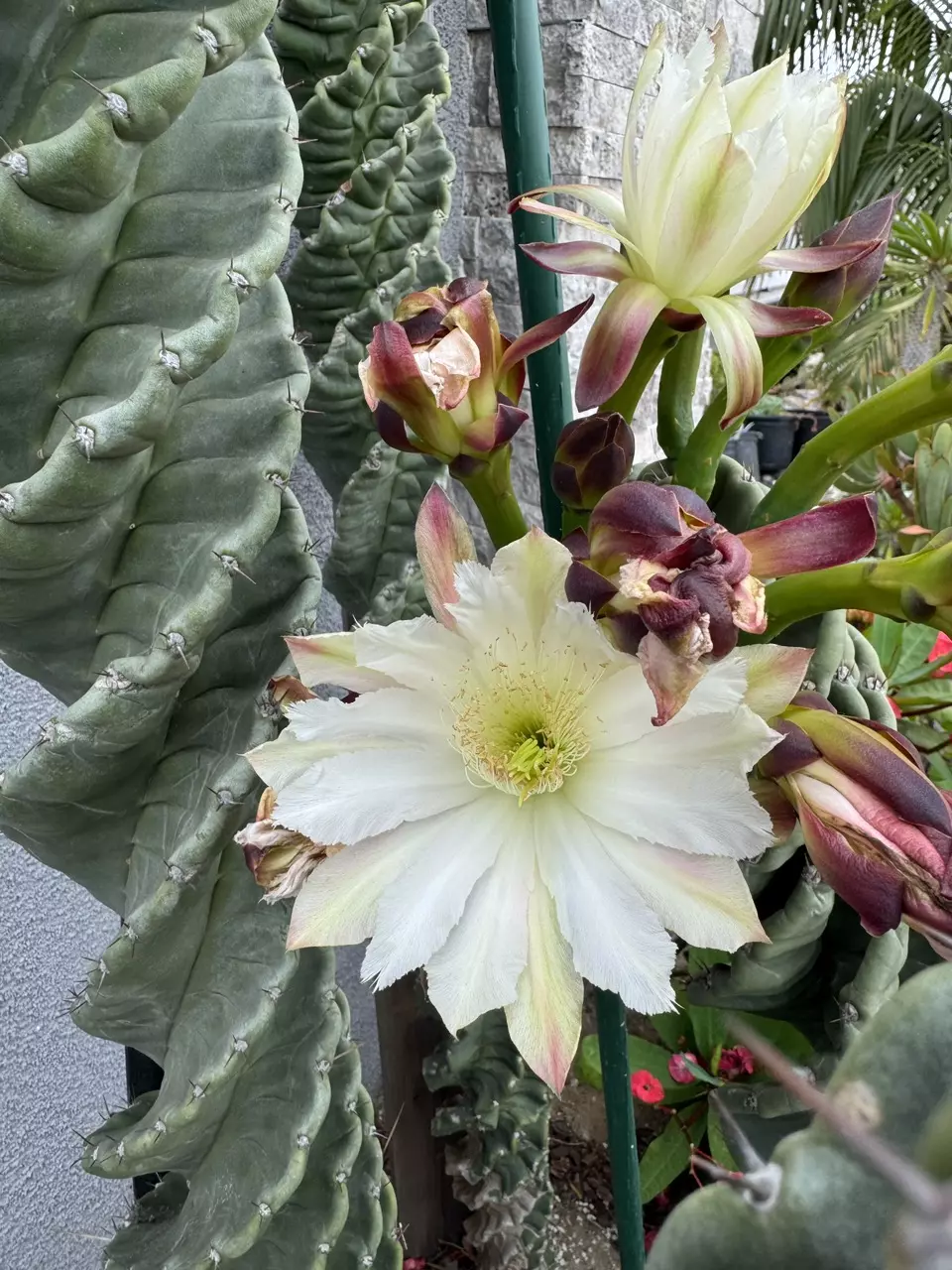 10 -SEEDS Cereus forbesii “Spiral Cactus” thumbnail