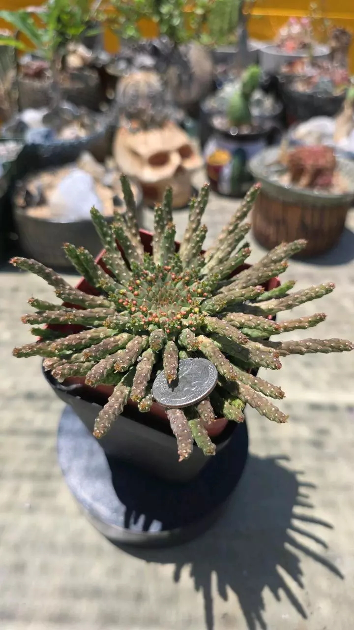 Euphoria medusa thumbnail