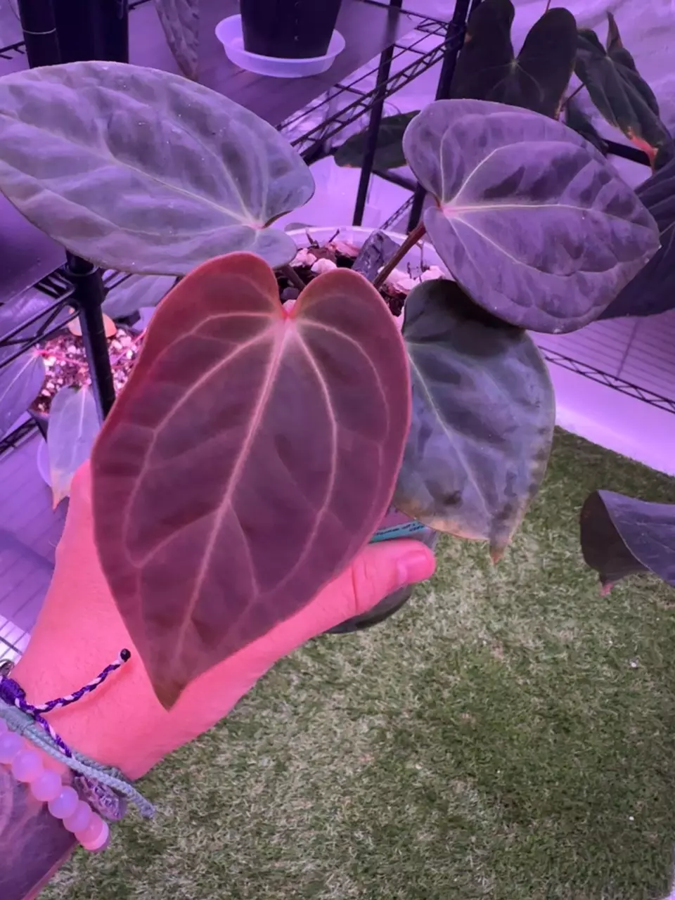 Anthurium (Besseae aff x Antalokii) Blue Velvet thumbnail