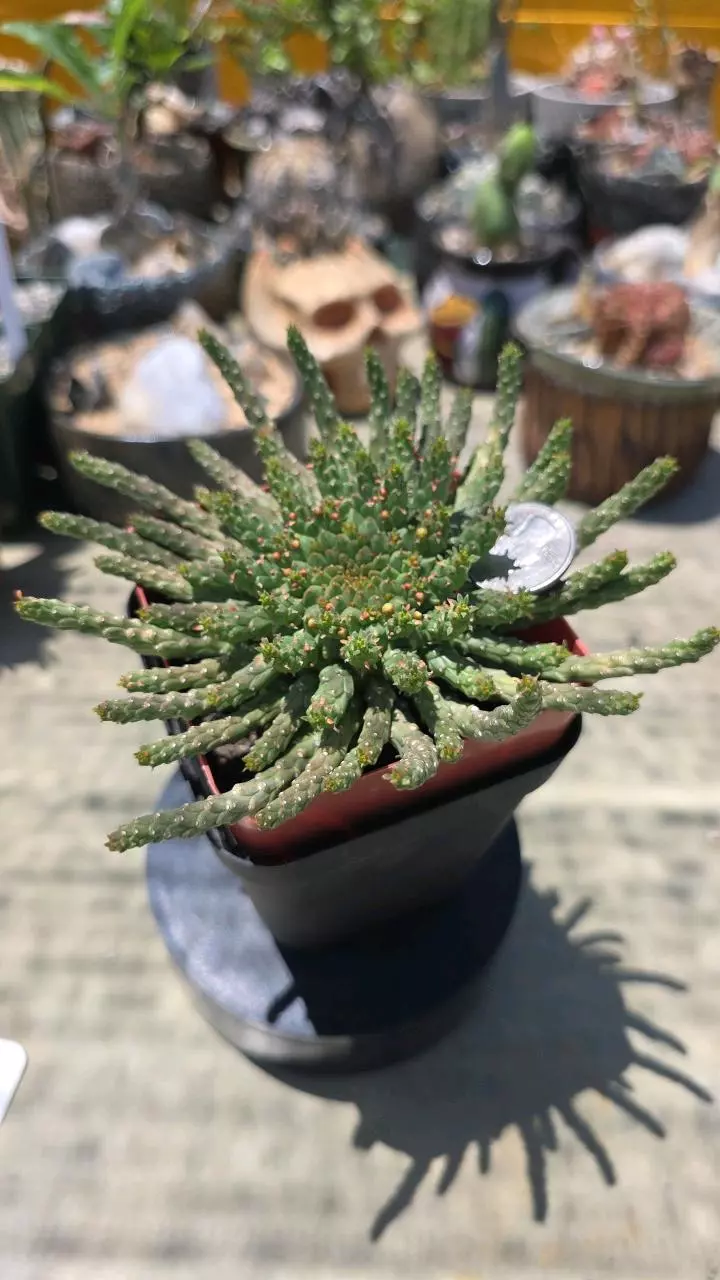 Euphorbia medusa thumbnail