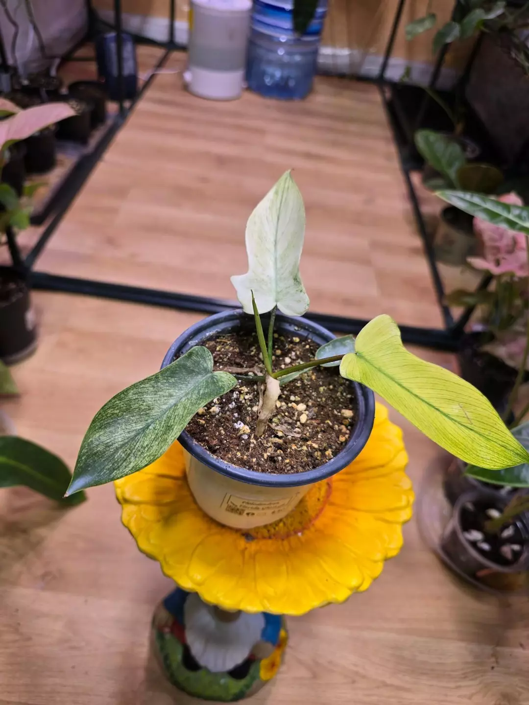 Philodendron Florida Ghost thumbnail