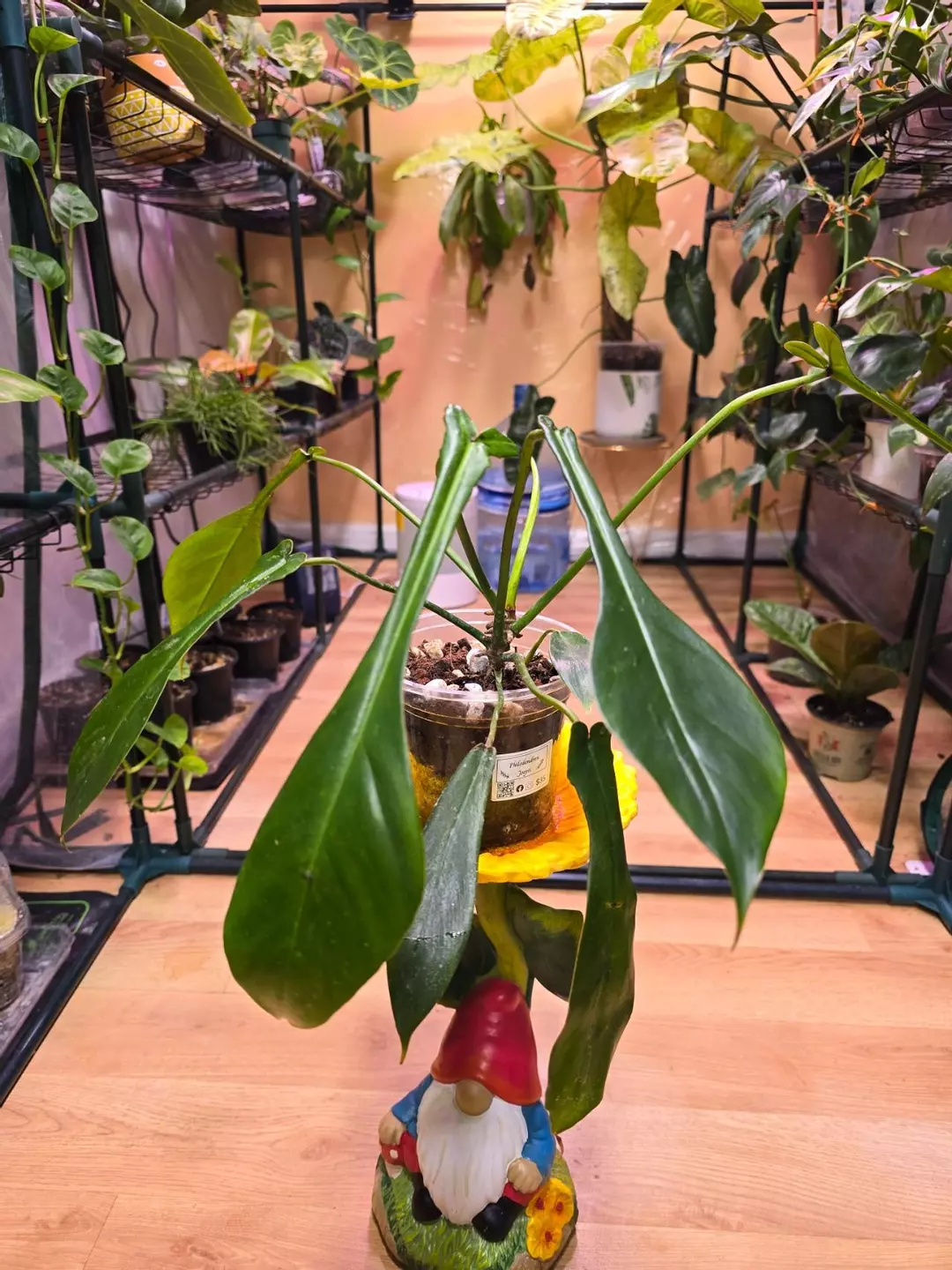 Philodendron Joepii thumbnail