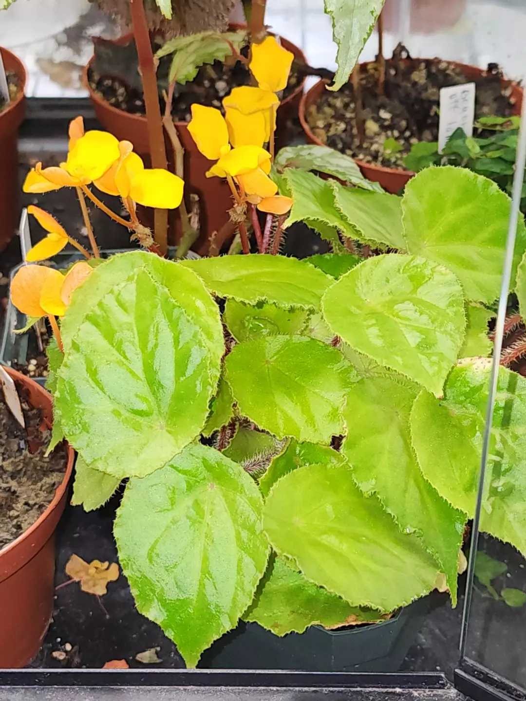 Begonia potamophila,  terrariums species from West Africa. thumbnail