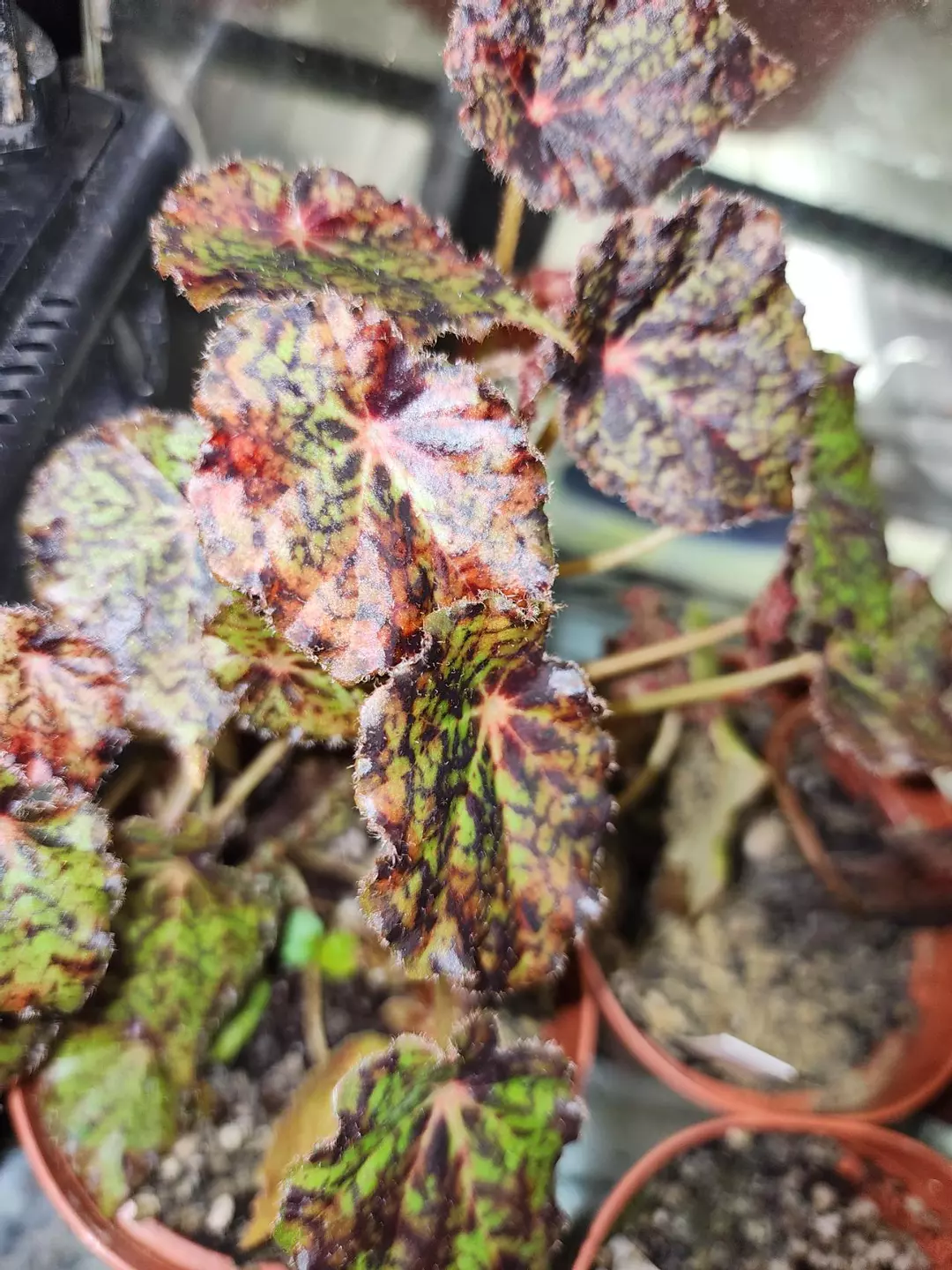 Begonia 'Red Planet', terrarium hybrid. thumbnail