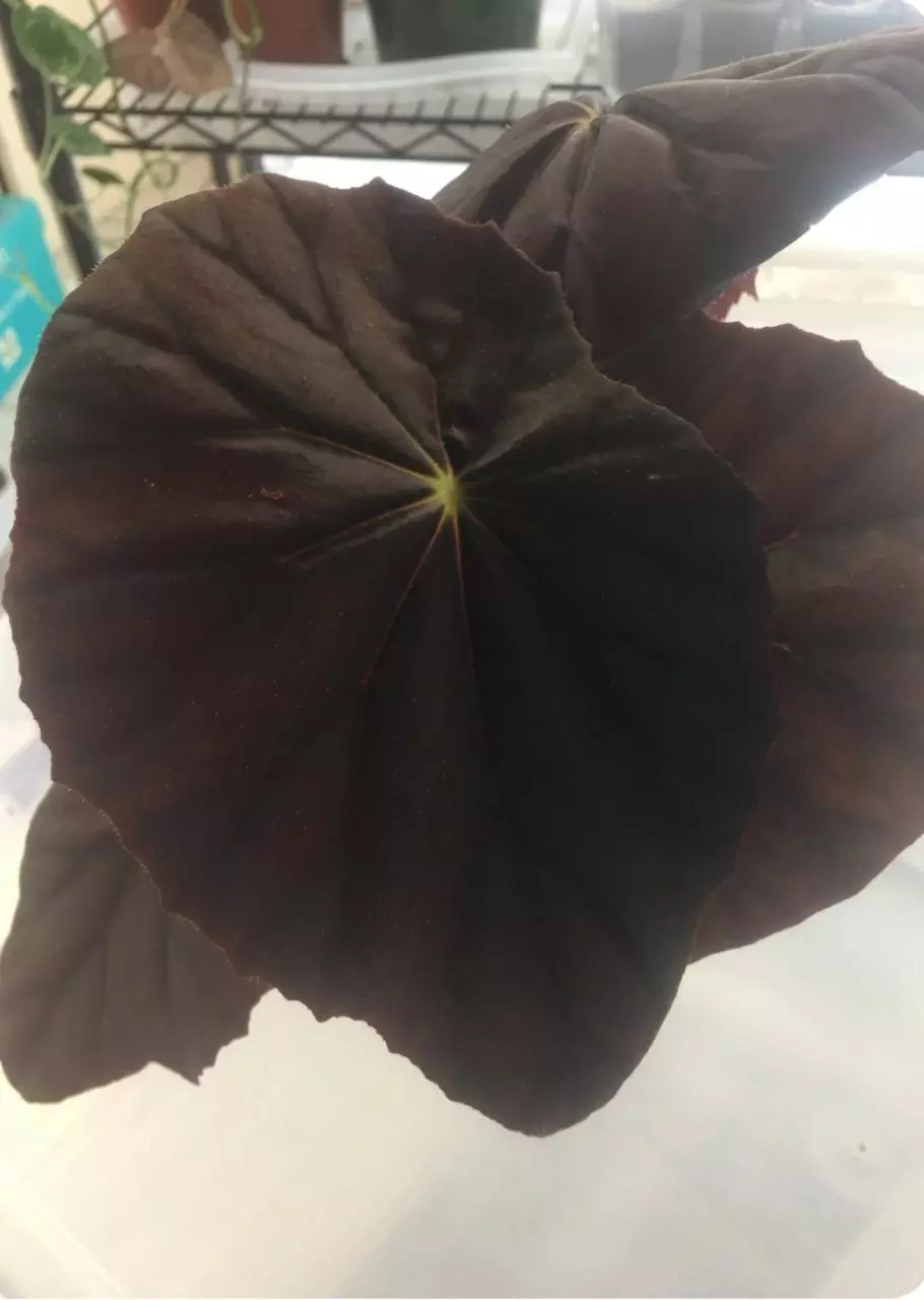 Begonia 'Jovian' terrarium hybrid. thumbnail