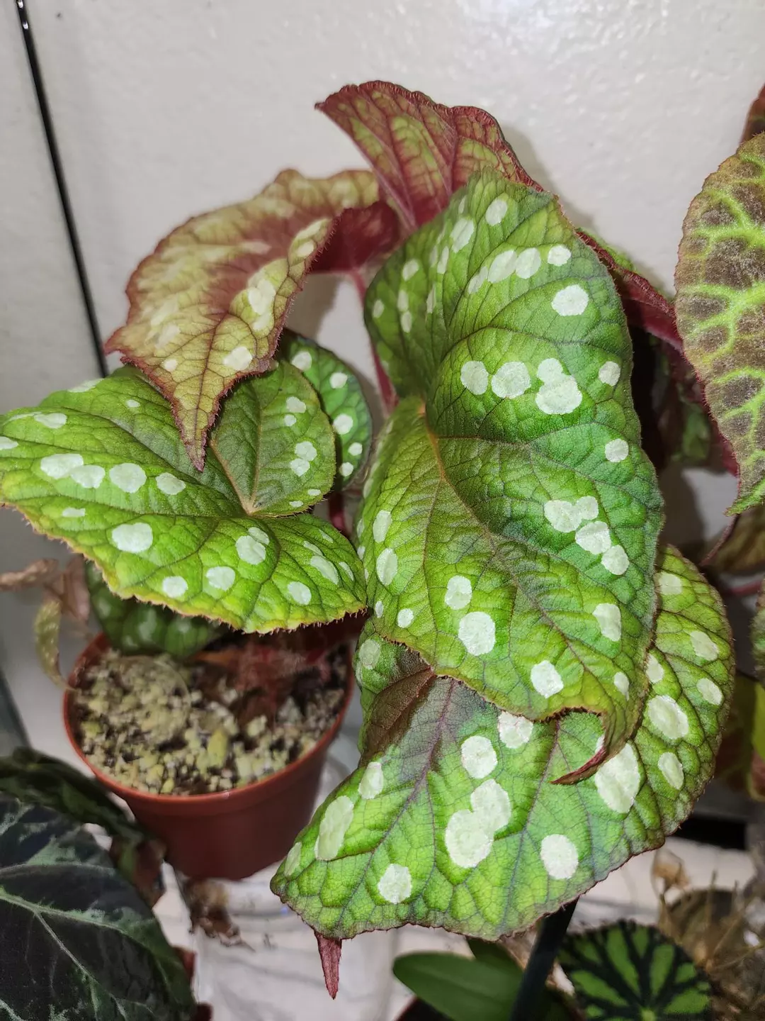 Begonia U692, terrarium species from Vietnam. thumbnail
