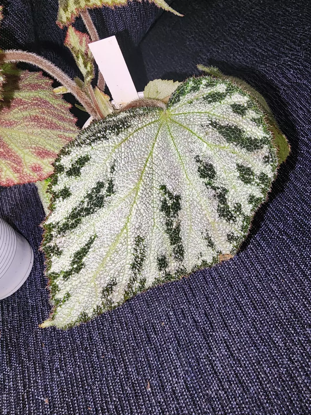 Begonia 'Otto Forster' terrarium hybrid. thumbnail