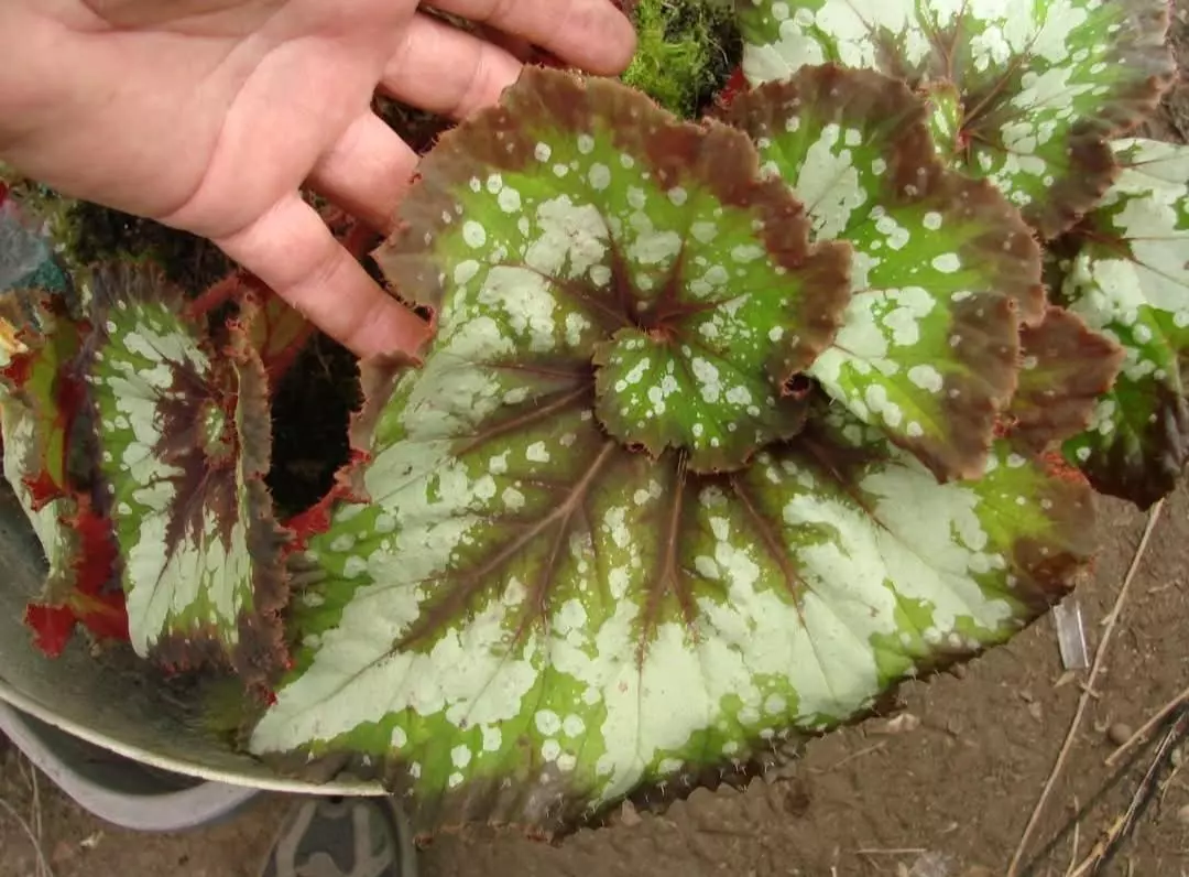 Begonia 'Tornado', rex type for high humidity thumbnail