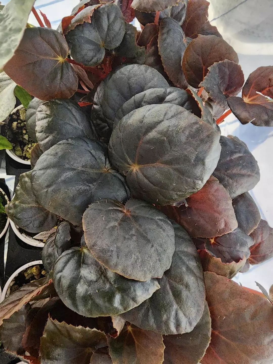 Begonia metachroa, terrarium species from South America. thumbnail