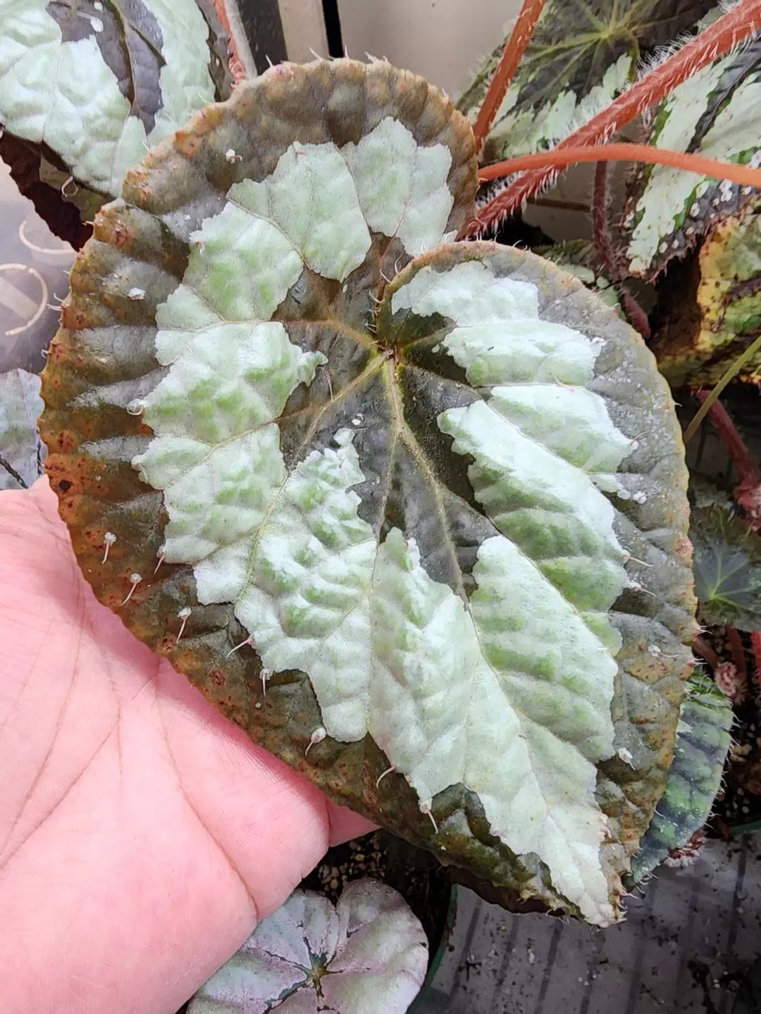 Begonia rex 'Putzys', original species rex from India. thumbnail