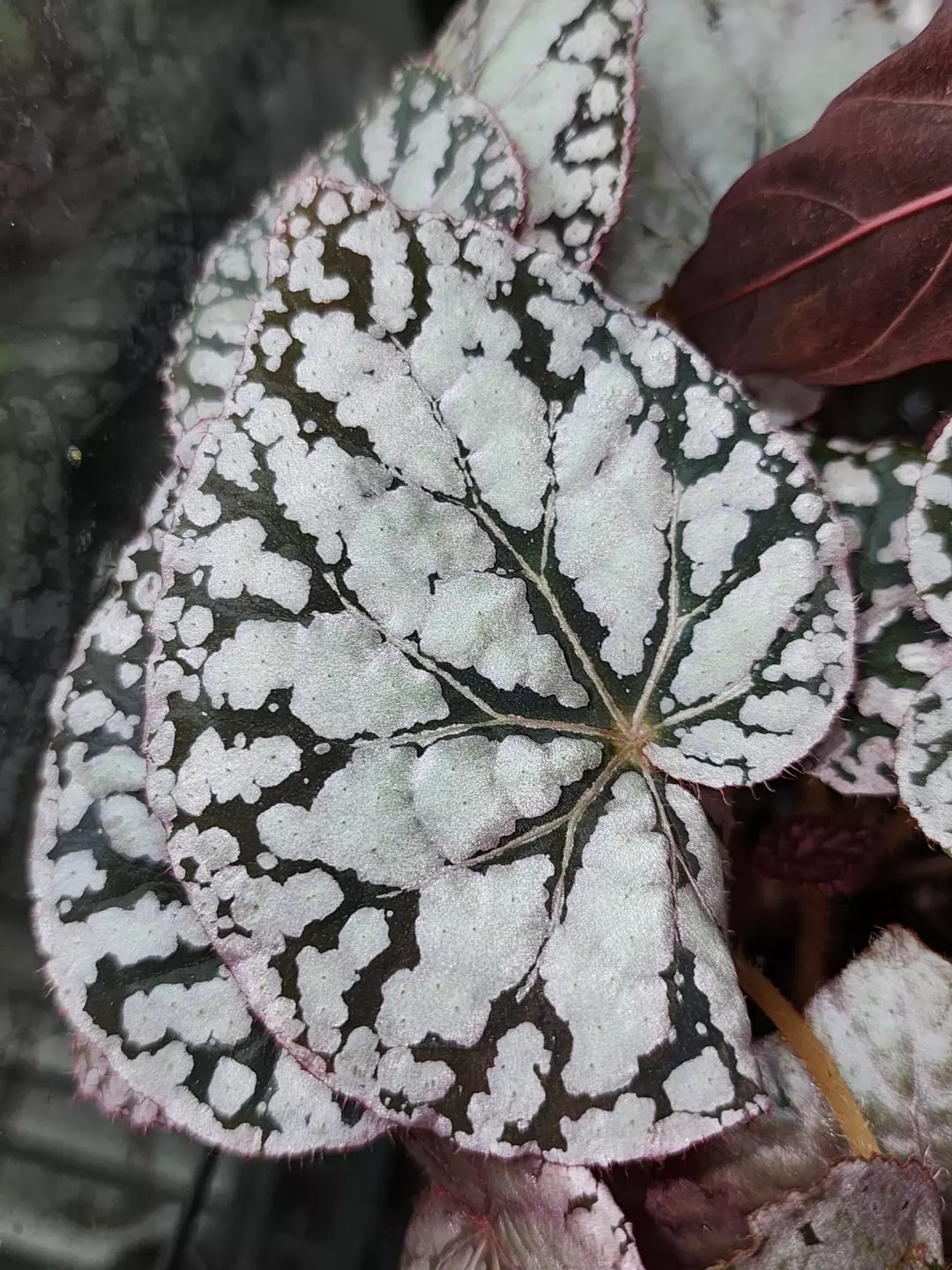 Begonia 'Chayo', terrarium hybrid. thumbnail