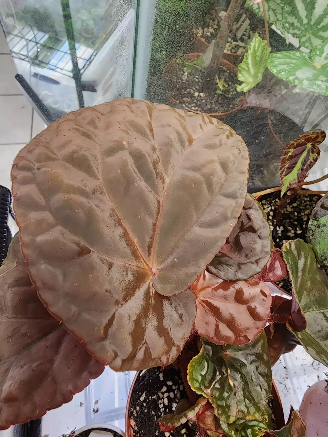 Begonia anisosepala, terrarium species from Cameroon to Gaboon. thumbnail