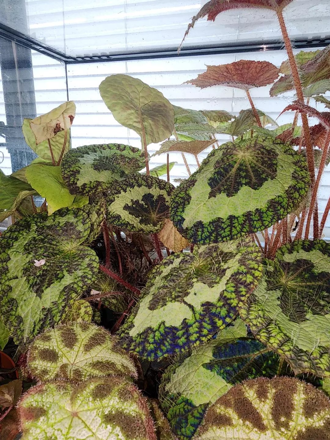 Begonia longiciliata 'Sizemoreae', terrarium species from North Vietnam thumbnail