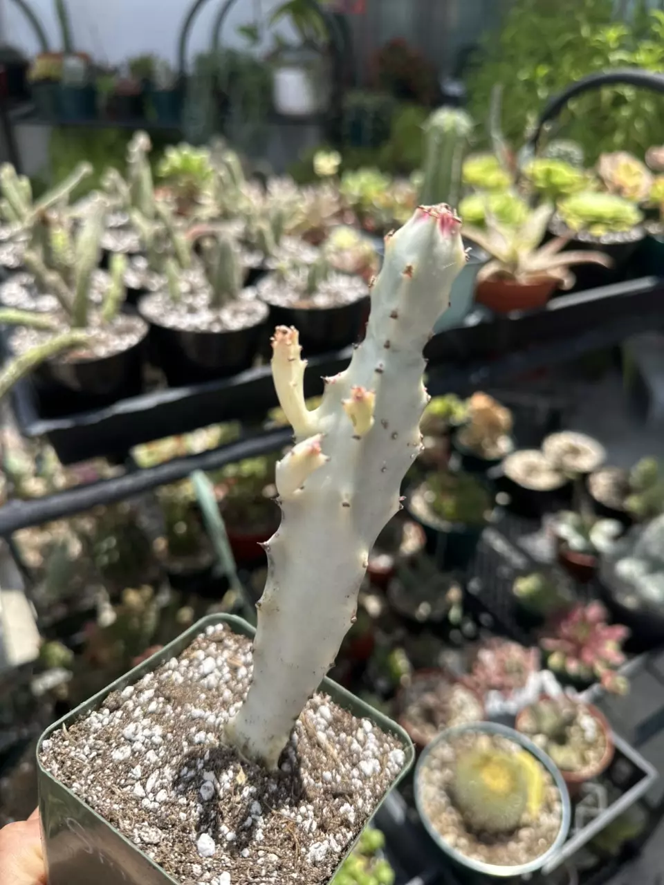 Ghost Cactus thumbnail