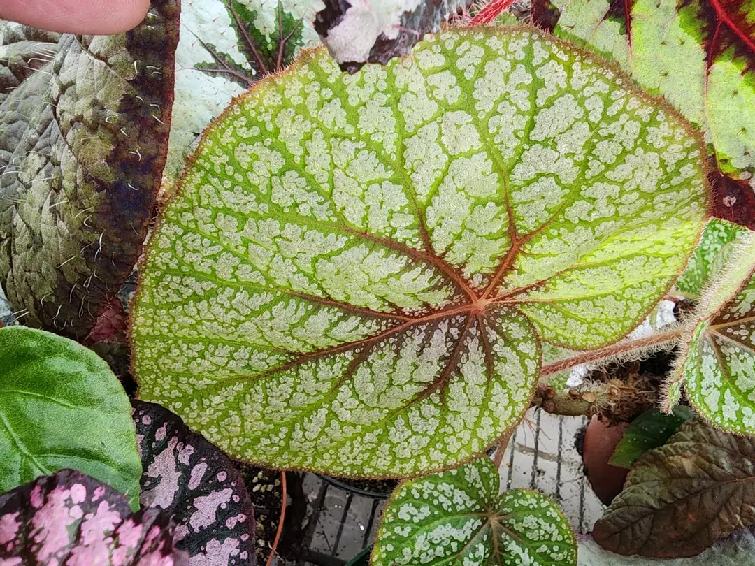 Begonia U309, terrarium species from  Malaysia. thumbnail