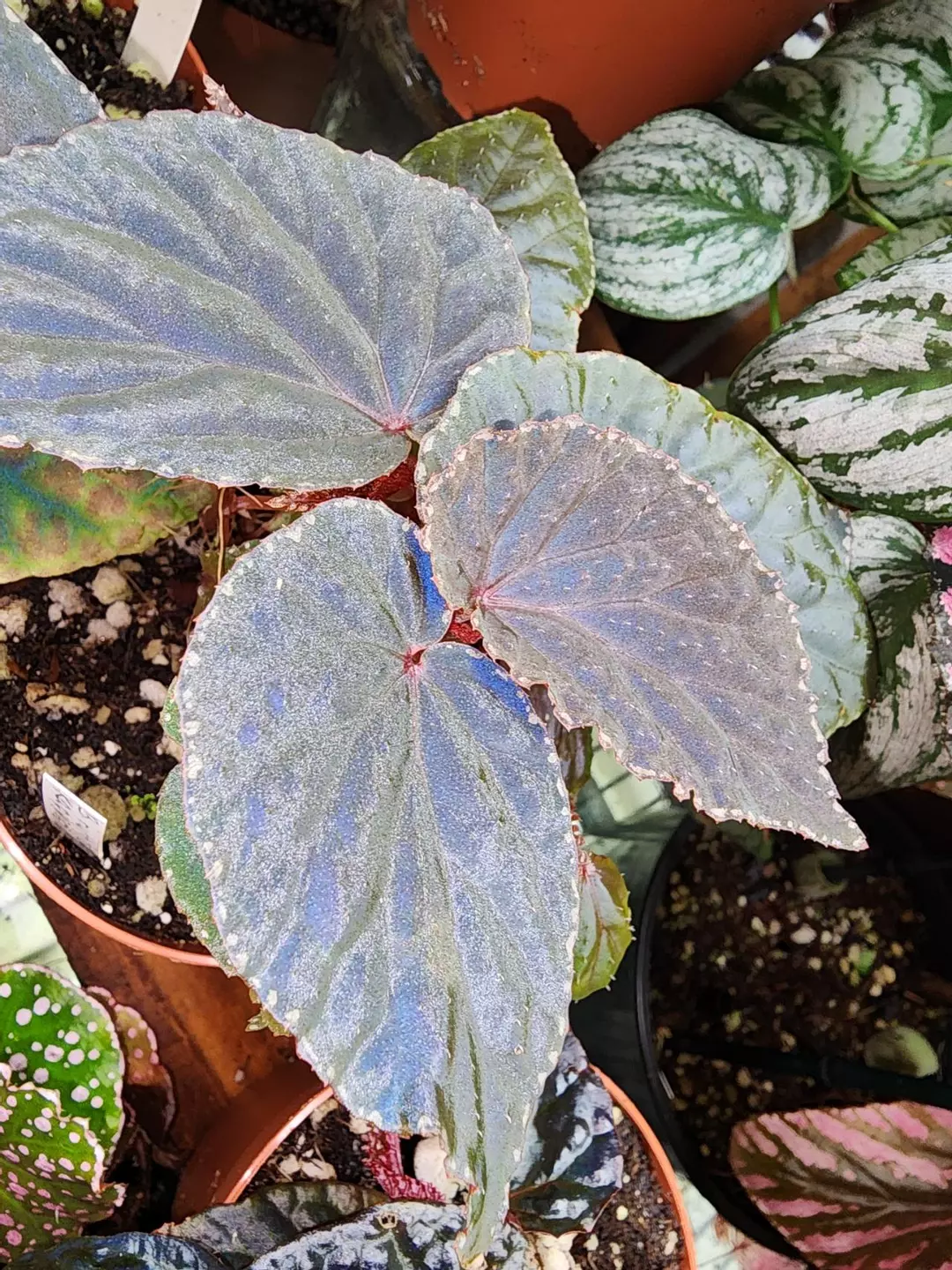 Begonia 'ruthiae x kapuashuluensis', terrarium hybrid. thumbnail