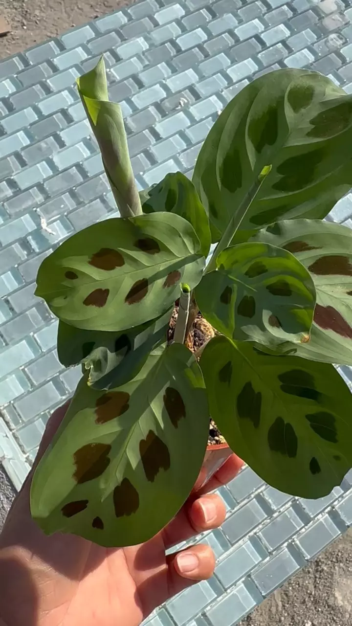 Green Maranta Leuconeura thumbnail