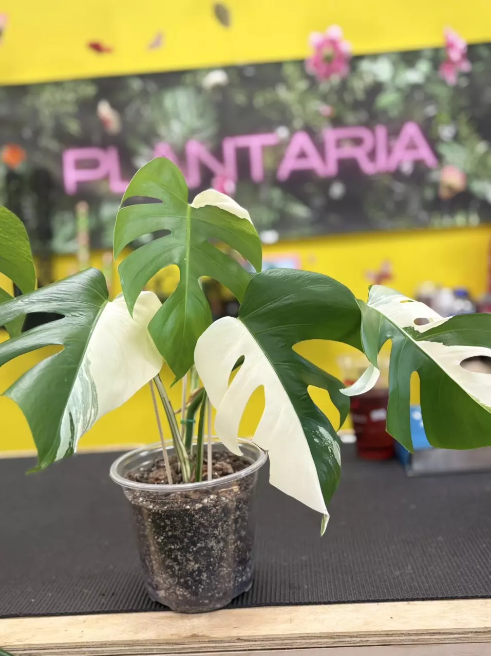 Monstera Albo thumbnail