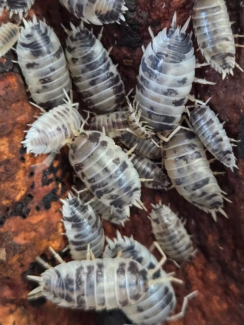 10ct Porcellio laevis (Dairy Cows) thumbnail