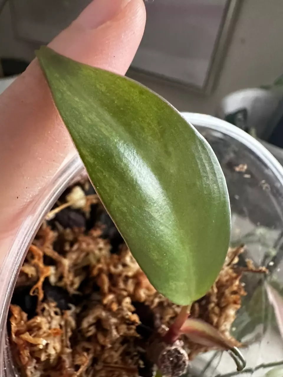 Philodendron Strawberry Shake Lightly Rooted bottom cutting with 2 growths thumbnail