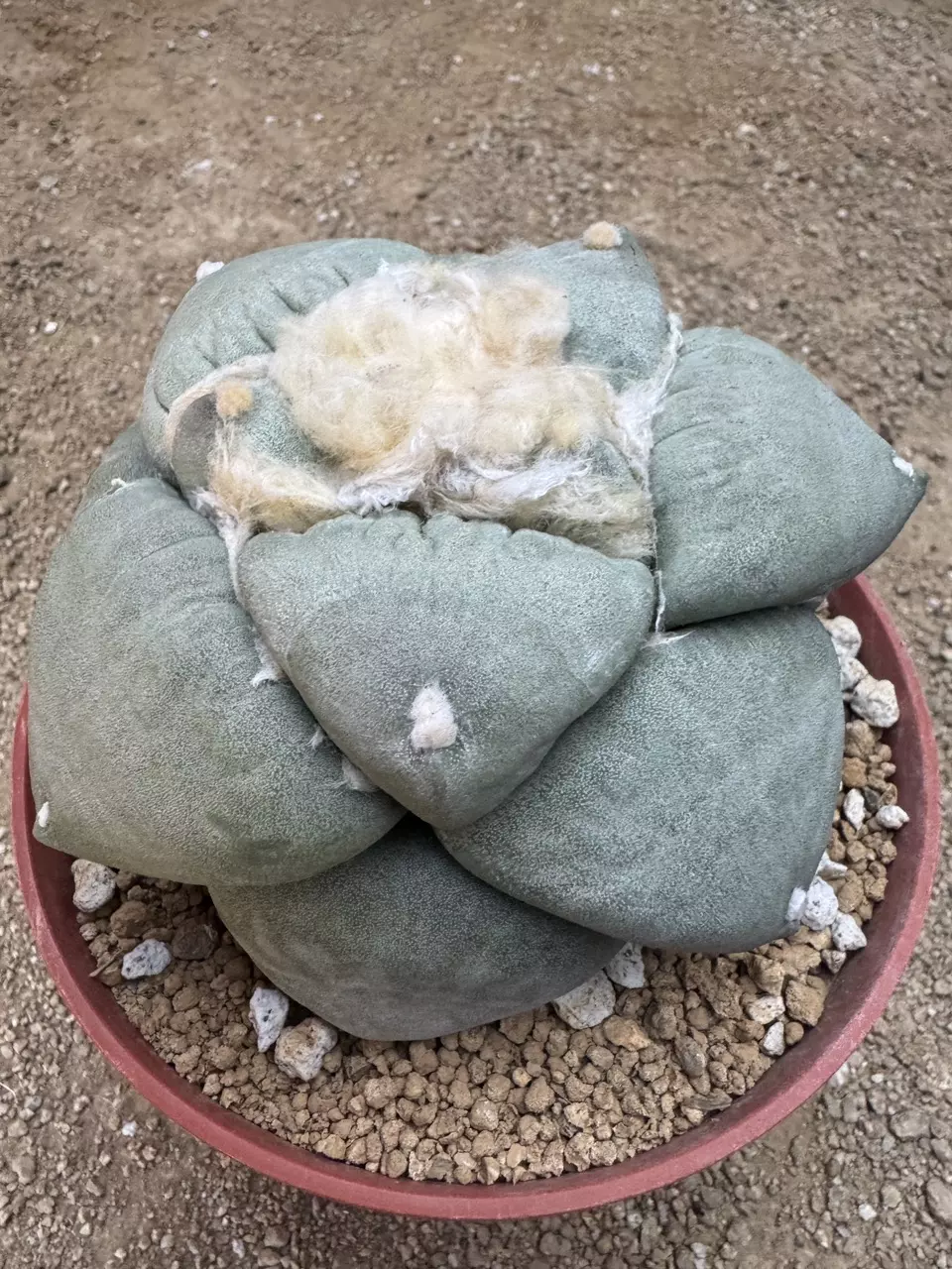 10 - SEEDS Ariocarpus retusus cv. Frumdosus brevituberosus x Cauliflower thumbnail