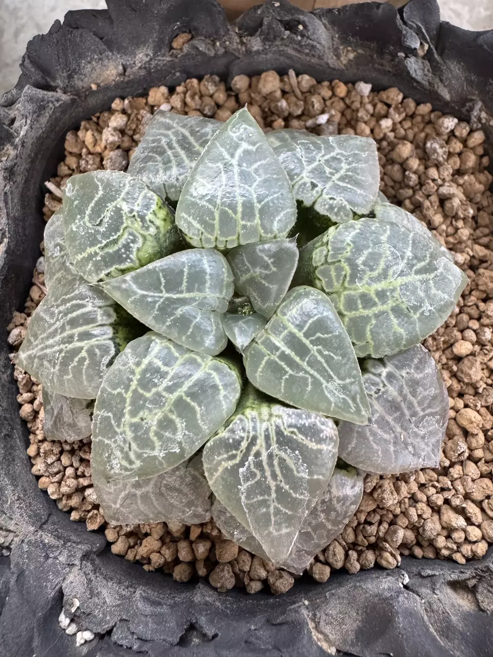 10 - SEEDS Haworthia comptoniana 'Suisho' thumbnail