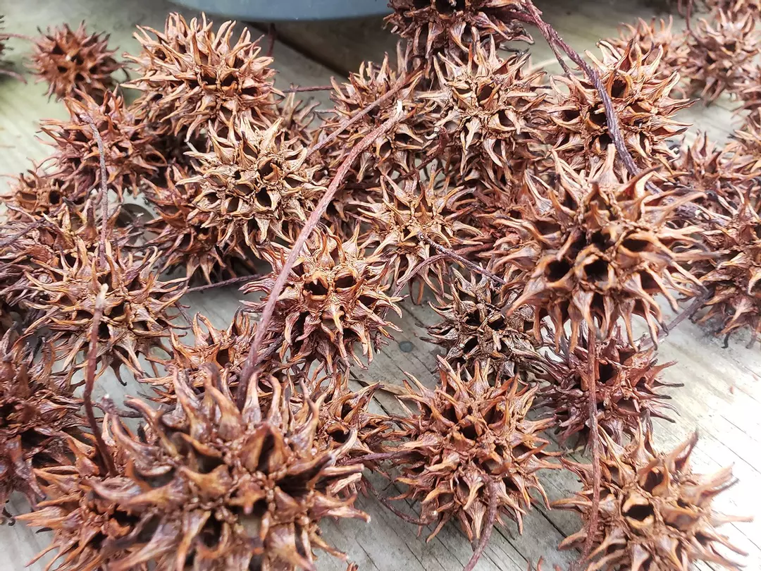 20ct Organic Sweetgum Pods thumbnail