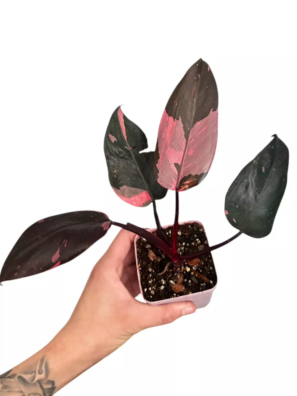 High Color Pink Princess Philodendron 25B thumbnail
