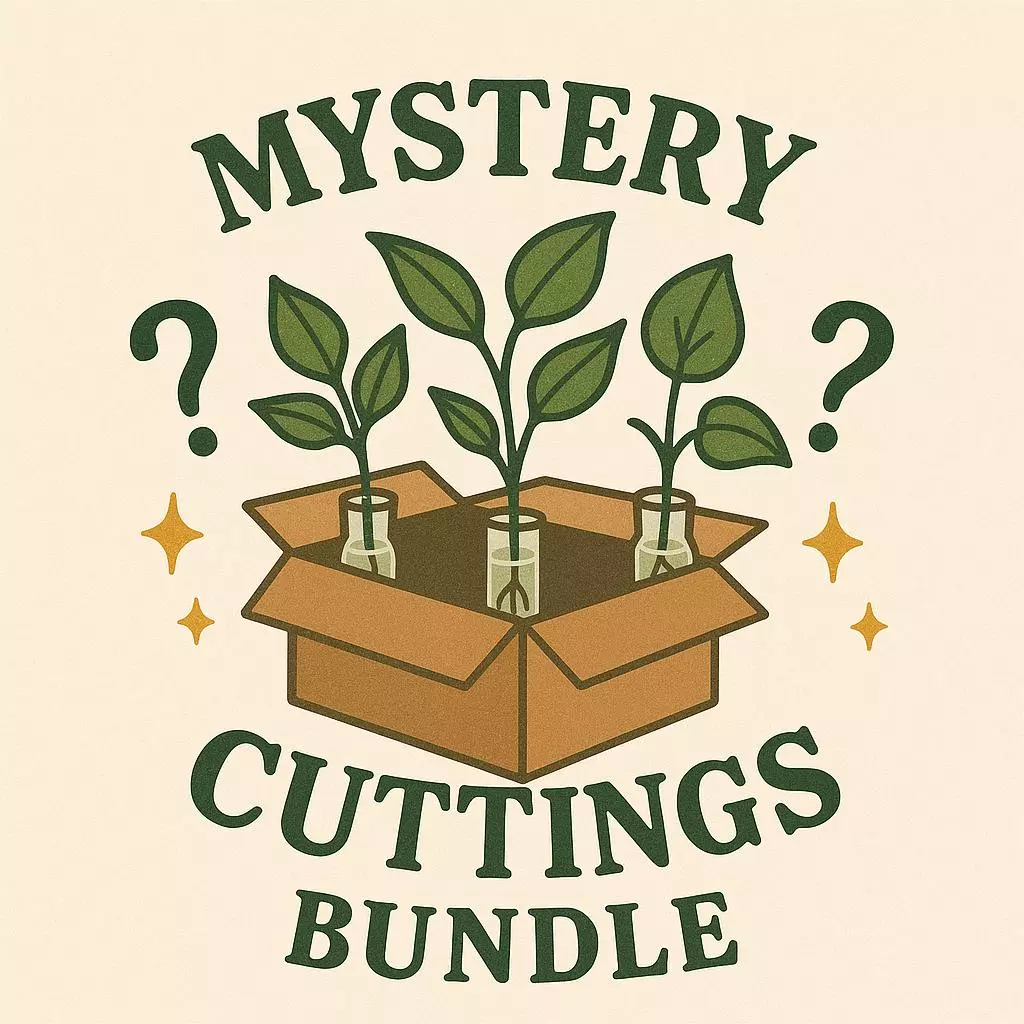 Propogations, fresh cuts and maybe corms mystery box (5 Ct. ) thumbnail