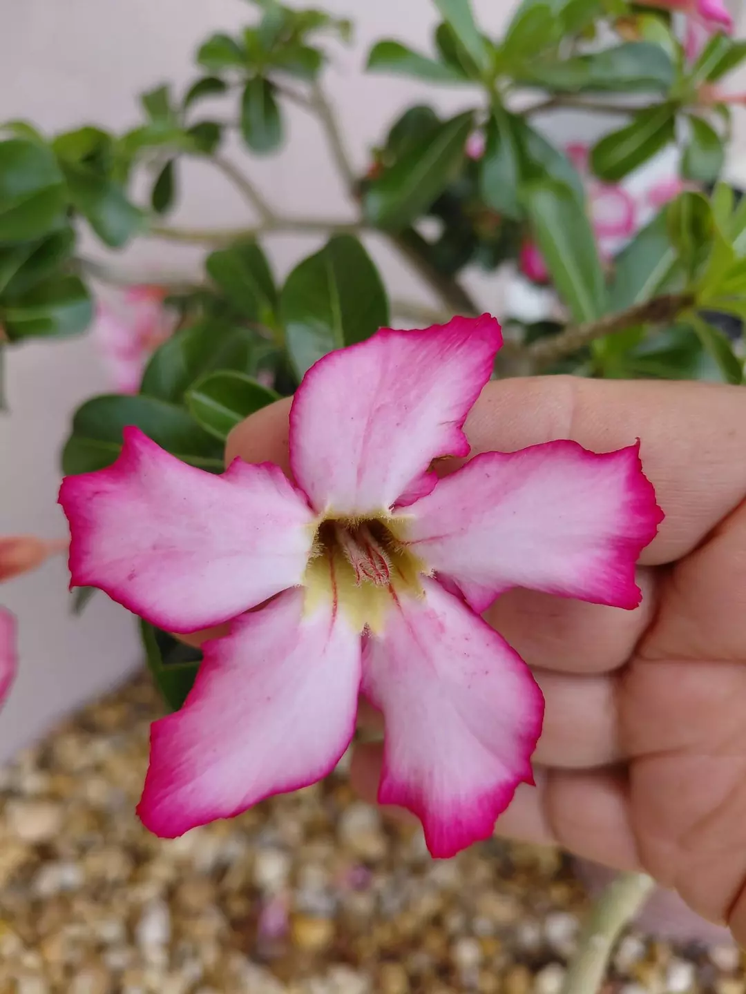 Desert Rose Adenium obesum Pink flower - small Rooted plant thumbnail