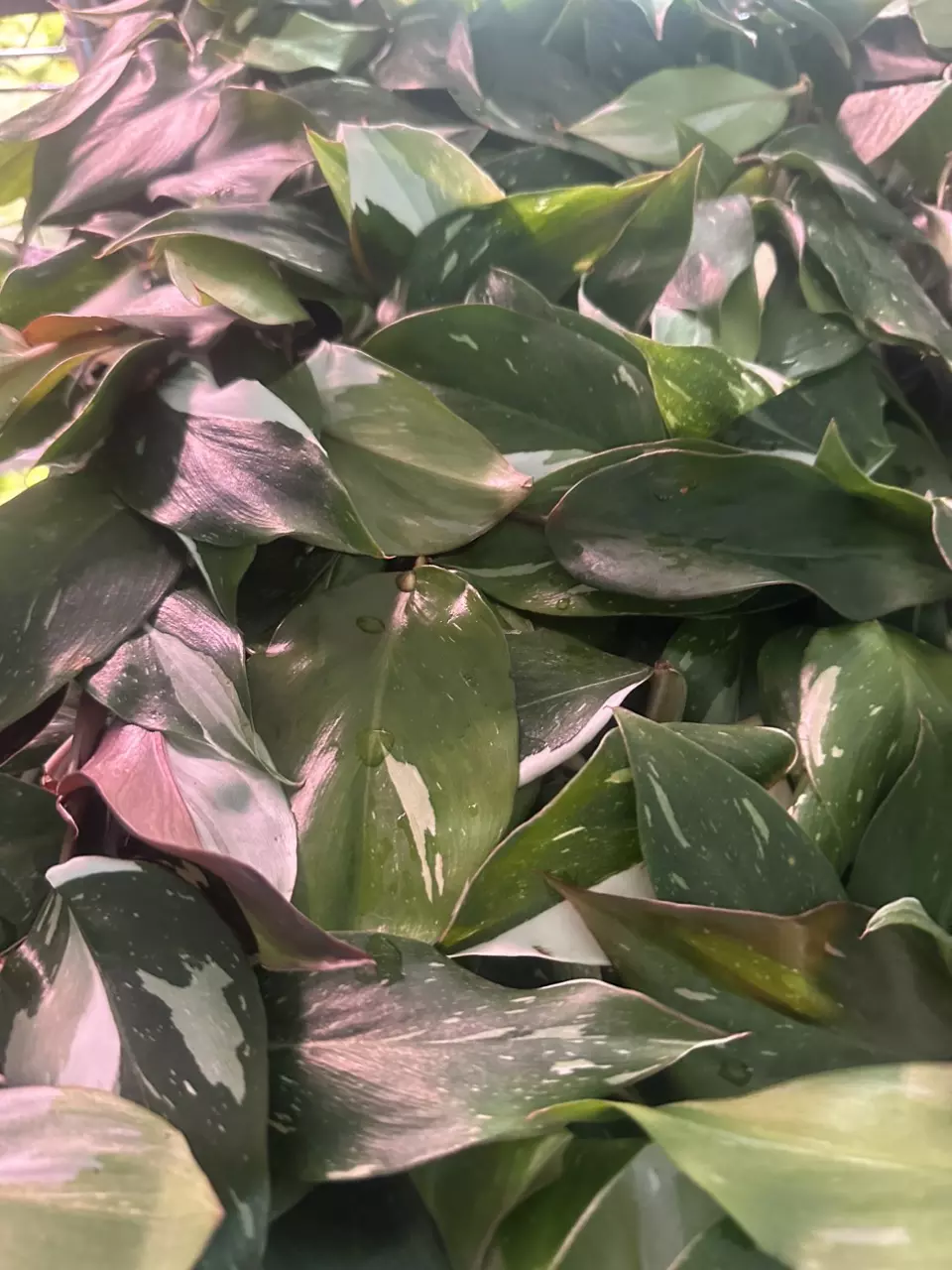 Philodendron White Knight STARTER PLANT thumbnail