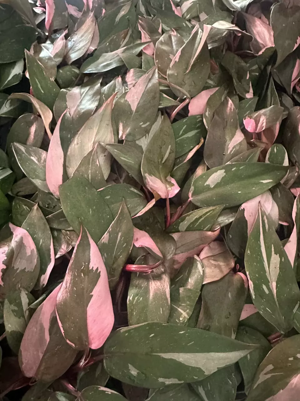 Philodendron Pink Princess STARTER PLANT thumbnail