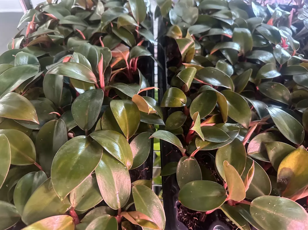 Philodendron Black Cardinal STARTER PLANT thumbnail