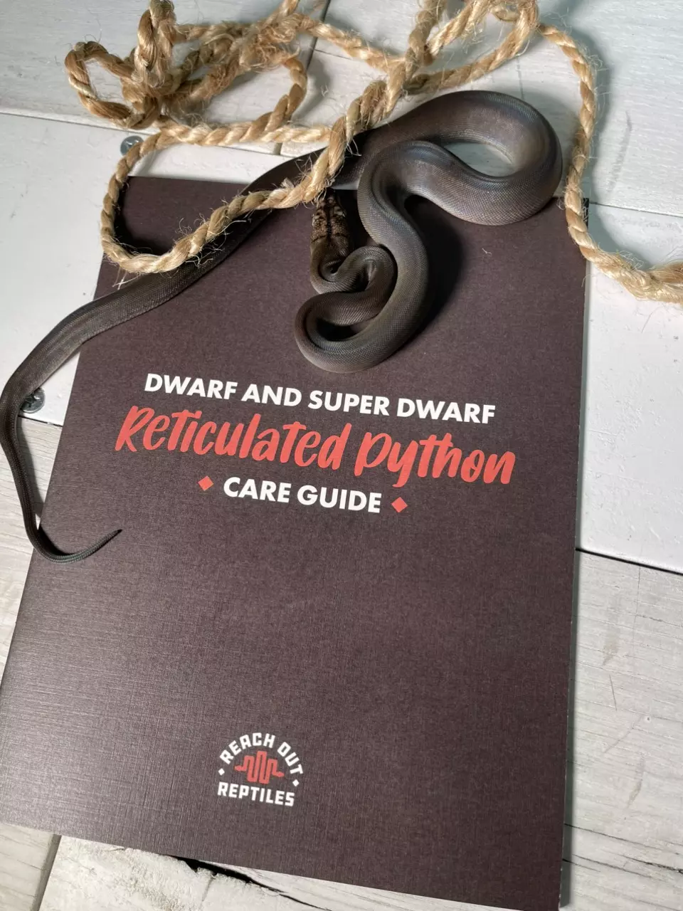 ROR DWARF AND SD RETICULATED PYTHON CARE GUIDE. thumbnail