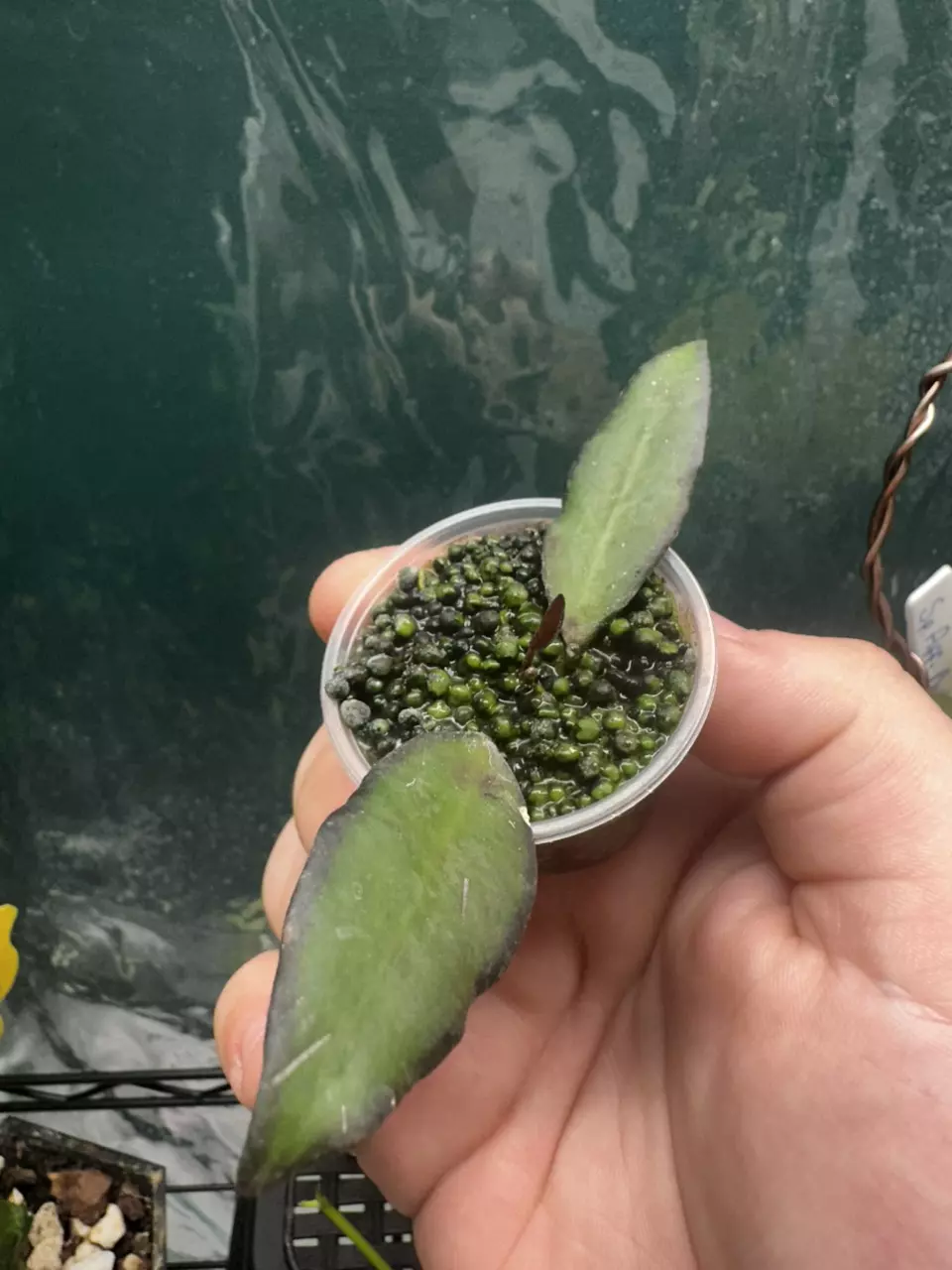 Hoya Adrift/Rosita cutting thumbnail