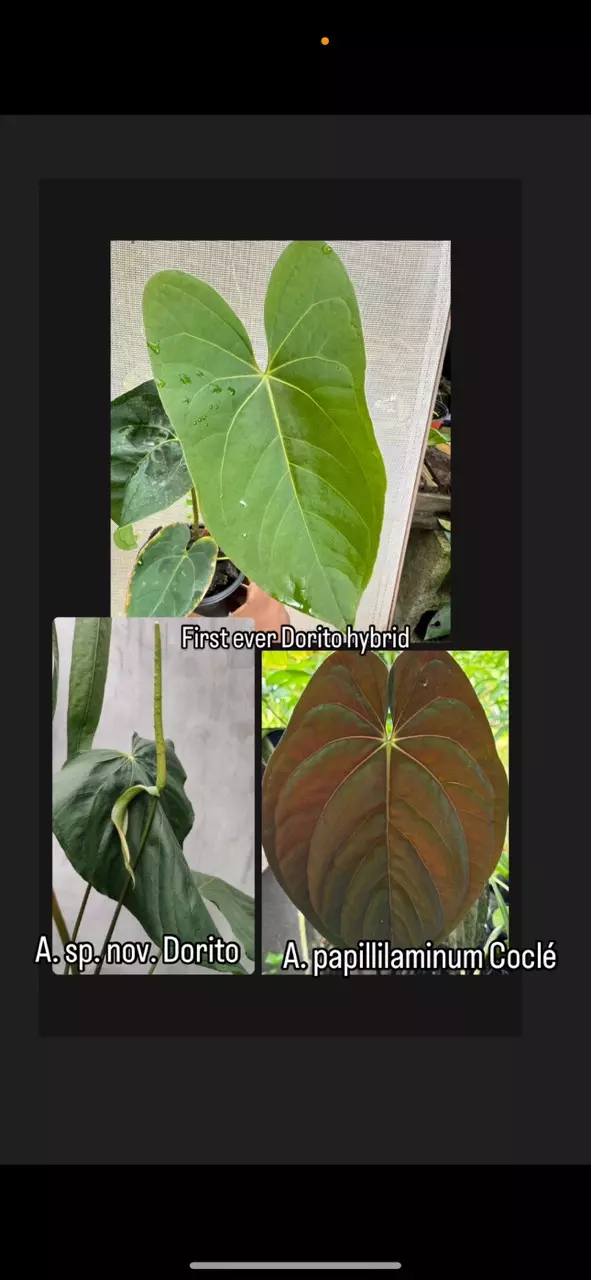 New species hybrid: A. sp. nov. aff. ochranthum x A. papillilaminum Coclé morph thumbnail