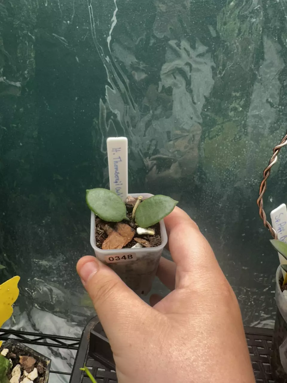 Hoya Thomsonii White Flower thumbnail